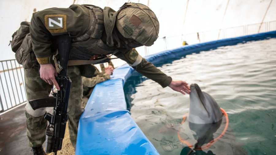 Szevasztopol legjobb barátja – a delfin